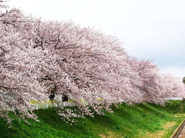 ３月２７日今日は「桜の日」